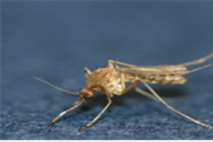 인천시, 올해 첫 일본뇌염 매개 모기 발견…바이러스는‘미검출’