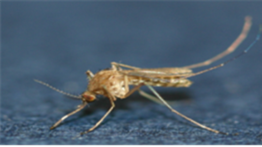 인천시, 올해 첫 일본뇌염 매개 모기 발견…바이러스는‘미검출’